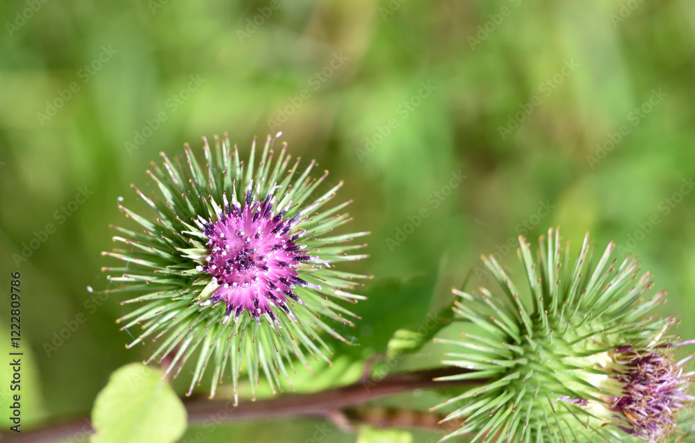 the prickly balls are purple burdock flowers the prickly balls are purple burdock flowers