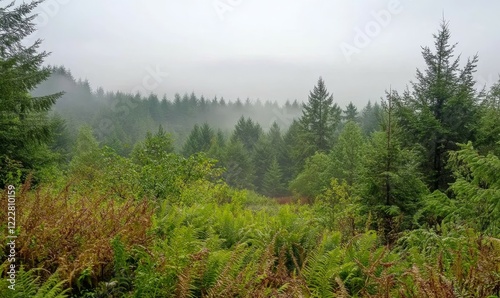 Wallpaper Mural Misty forest with foggy atmosphere and ferns, natural scenery, foggy woods, tree foliage Torontodigital.ca