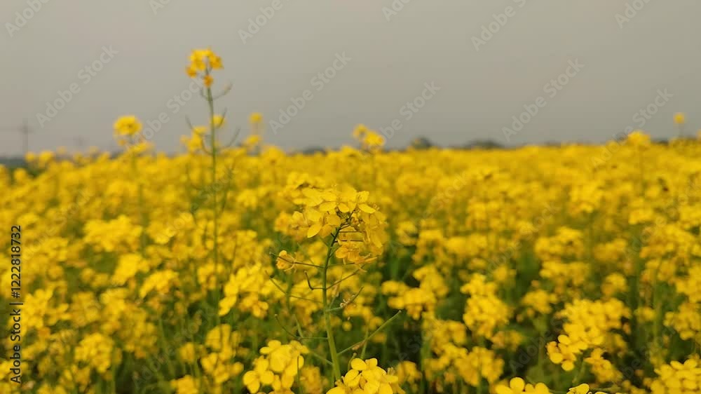 Yellow fields full of mustard flowers, from which bees collect honey, and mustard oil is made. Yellow fields full of mustard flowers, from which bees collect honey, and mustard oil is made.