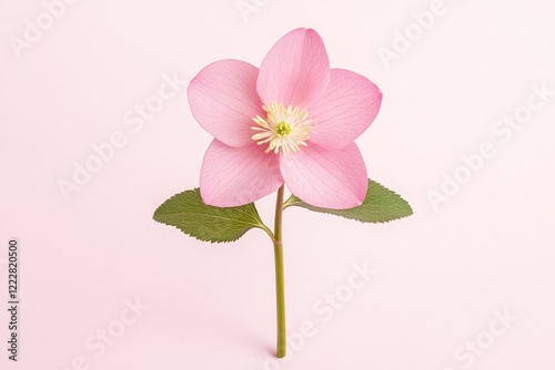 Delicate pink flower with green leaves against a soft pink background, perfect for nature-themed designs