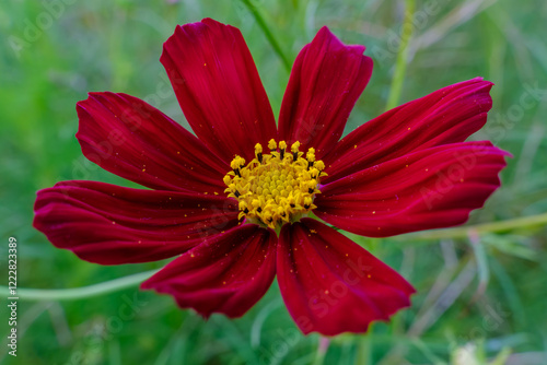 深紅に咲き誇るコスモスの美