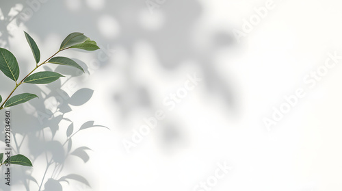Abstract natural tree leaves shadow on white wall background