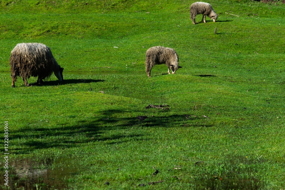 Sheep grazing on a lush green meadow. Sheep grazing on a lush green meadow.