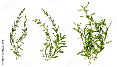 Rosemary set isolated on a transparent background. Fresh rosemary on white background. Flat lay, top view.	
