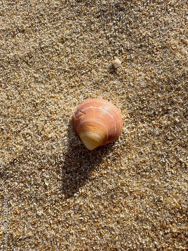 Shellfish on the sand
