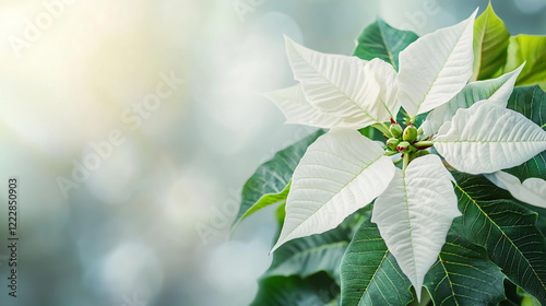 White Christmas Poinsettia Flower on a Clean Background, Festive Holiday Plant Decoration photo