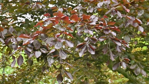 Fagus sylvatica ‘Purpurea’ European Beech.