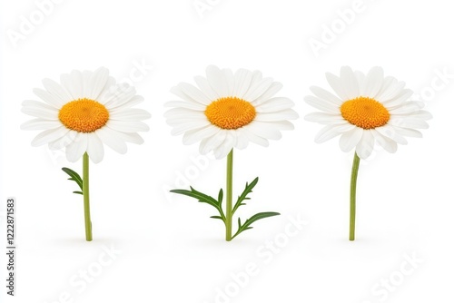 Three vibrant daisies in a row, showcasing their delicate petals and bright centers against a clean background