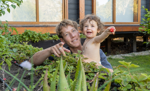 Obraz na płótnie father and his preschooler harvesting fresh strawberries from their home garden, creating sweet memories. w salonie