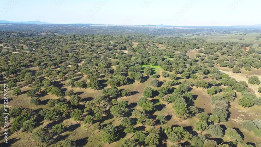 Aerial drone view of an Extremadura pasture, flying over a field of oaks and green grass, a farm for agricultural and livestock use. 4K video.