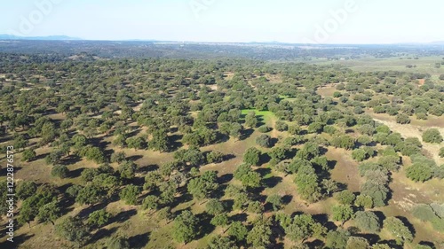 Aerial drone view of an Extremadura pasture, flying over a field of oaks and green grass, a farm for agricultural and livestock use. 4K video.