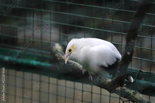 Beautiful white starling (Acridotheres melanopterus), with a white body and partly black wings in the cage. photo