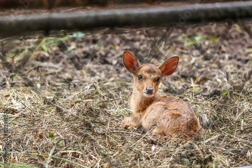 A baby deer relax on nature background. wild animals. photo