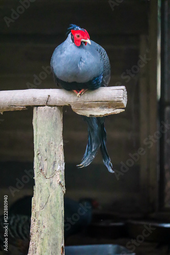 Siamese fireback (Lophura diardi) is a national bird of Thailand in natural habitat. photo