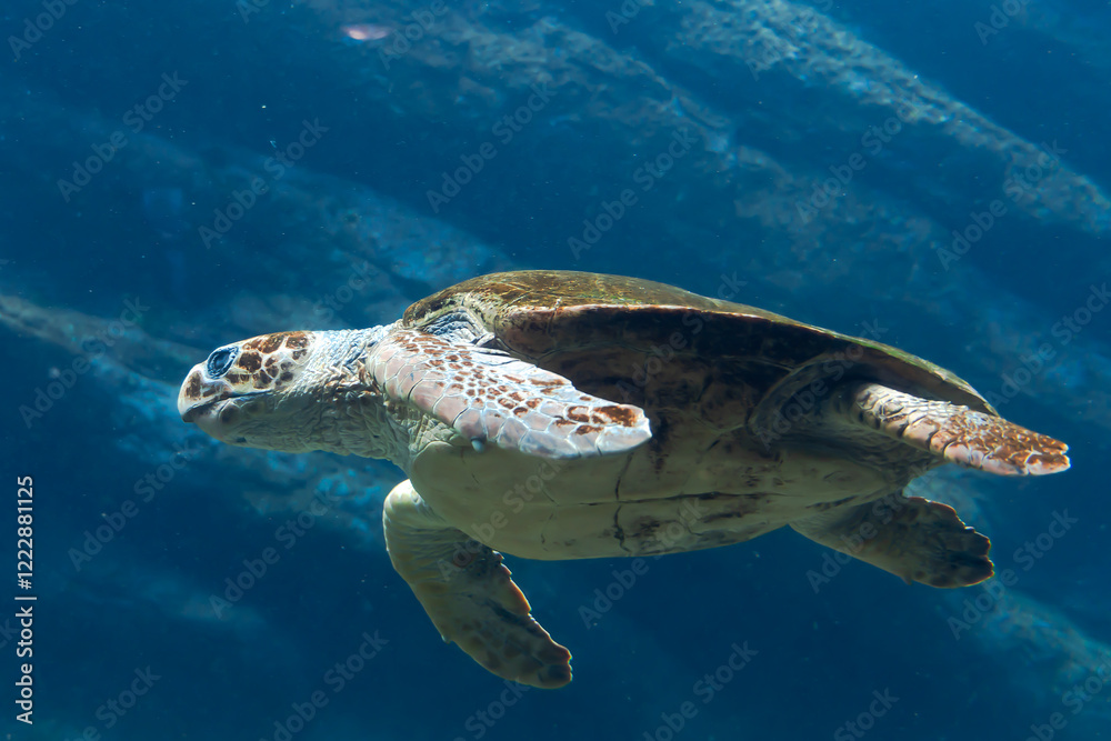 Obraz premium A large sea turtle swims in seawater in Two Oceans Aquarium in Cape Town, South Africa