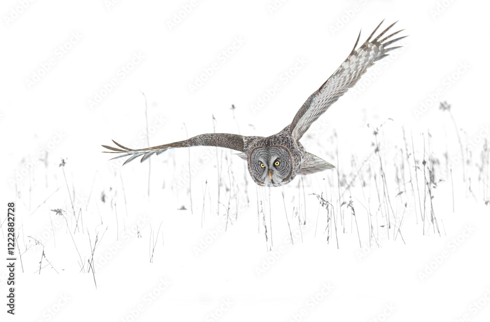 Great grey owl with wings spread out isolated on white background in flight hunting over a snow covered field in Canada