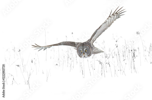 Obraz na płótnie Great grey owl with wings spread out isolated on white background in flight hunting over a snow covered field in Canada w salonie