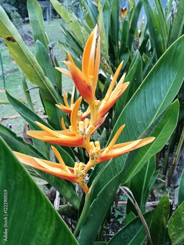 Heliconia psittacorum 'Andromeda  flora
Growth Form, It is a herbaceous plant typically growing 