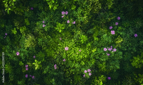 Meadow geranium flowers, Top view of meadow wild geranium flowers growing in a green forest in summer photo