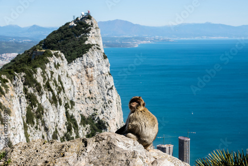 Wildlife and Nature: Barbary Macaque on Gibraltar’s Rock