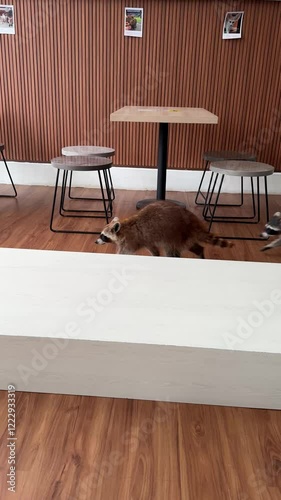 two cute and adorable couples of fluffy brown colored raccoons are walking around inside the animal themed cafe, raccoon cafe at Fox Cafe BSD, Tangerang, Indonesia. exotic animal, pet cafe photo