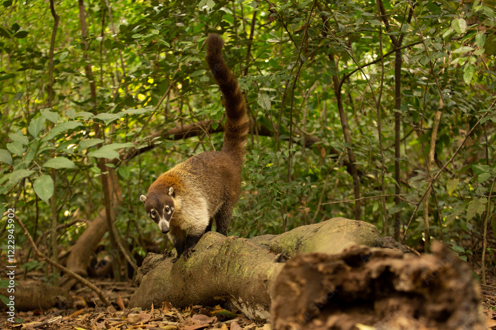 Naklejka premium A Coati, also known as Coatimundi, walks with its tail up on top of a log in a tropical rainforest.