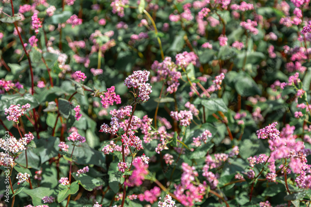 Obraz premium Red buckwheat flowers on the field. Blooming buckwheat. Buckwheat field on a summer sunny day. 