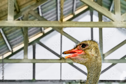 Head of Ostrich in cage with white background blurred by depth of field effect. Somali ostrich (Struthio molybdophanes).  The largest flightless bird. Animal and environment. Animals in captivity. photo