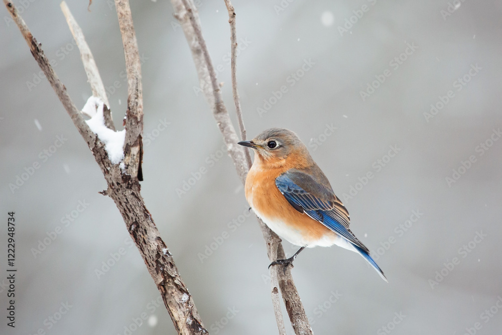 Female Bluebird perched on a branch during winter snow Female Bluebird perched on a branch during winter snow