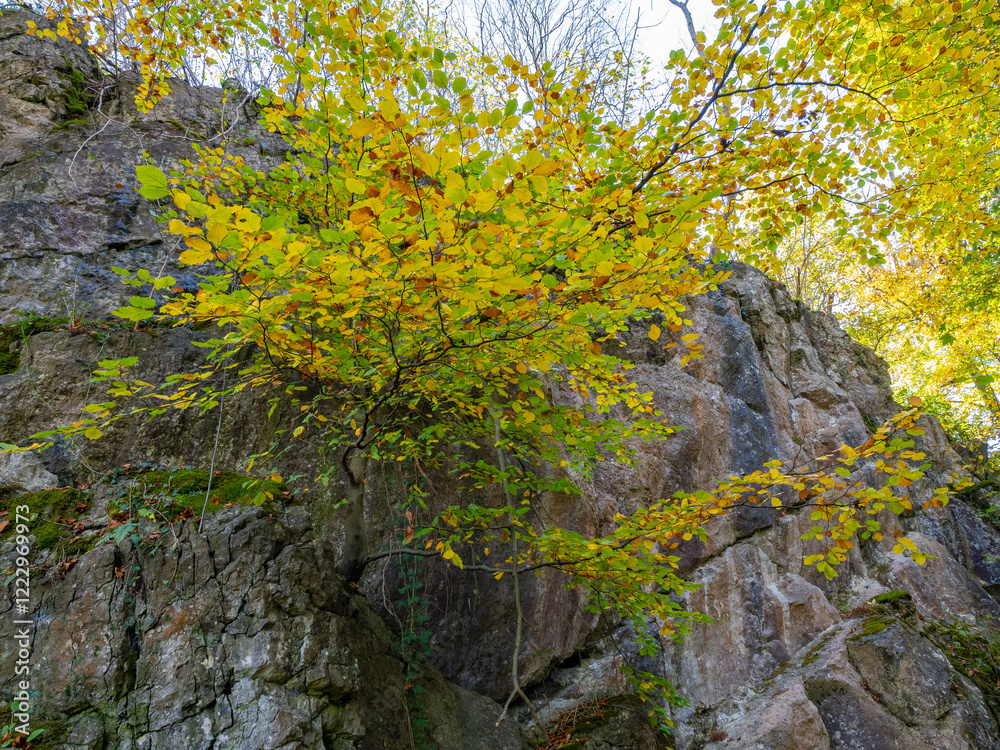 Fototapeta premium Herbstimpression aus dem Hönnetal im Sauerland