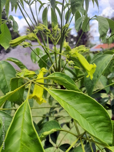 Green-flowered Ipê (Cybistax antisyphilitica) on the tree. It is native to Brazil, and it is rare to find green flowers. photo