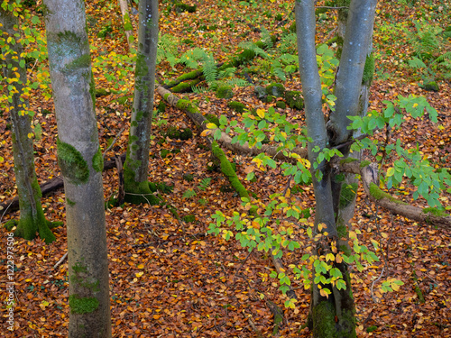 Herbstimpression aus dem Hönnetal im Sauerland