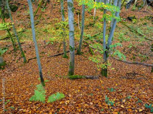 Herbstimpression aus dem Hönnetal im Sauerland