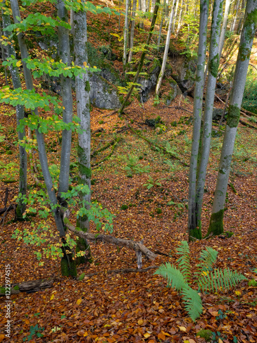 Herbstimpression aus dem Hönnetal im Sauerland