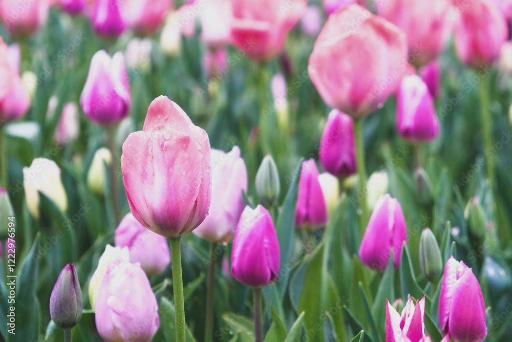 Beautiful fresh colorful tulip flowers in full bloom. Spring floral texture for background. Beautiful fresh colorful tulip flowers in full bloom. Spring floral texture for background.