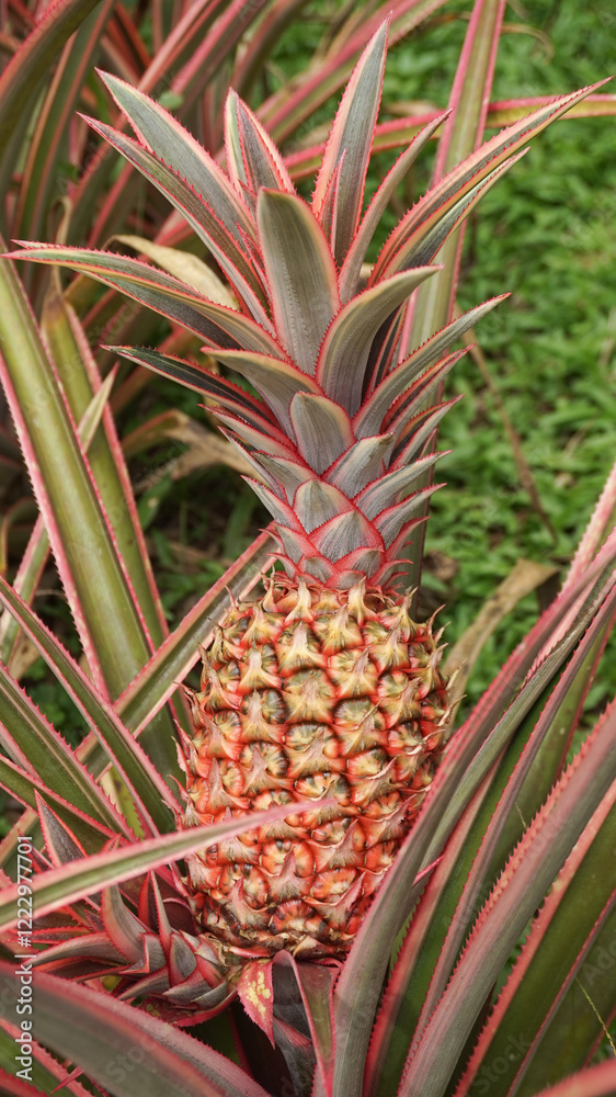 Fototapeta premium pineapple on the plant