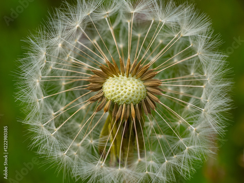 Obraz na płótnie Löwenzahn, Pusteblume w salonie