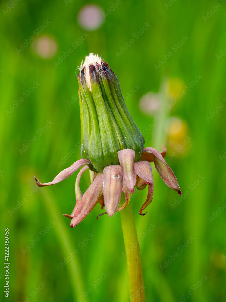Löwenzahn, Pusteblume