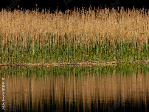 Schilf spiegelt sich in einem See am Abend