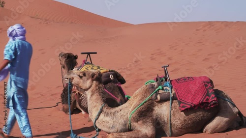 Berber Bedouin prepares his camels in the Sahara Desert in North Africa and Arabia