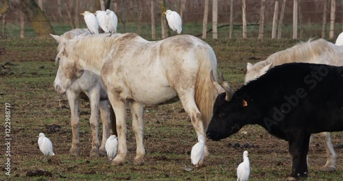 White camargues horses,  Camargue bulls and western cattle egret. The Camargue, France photo