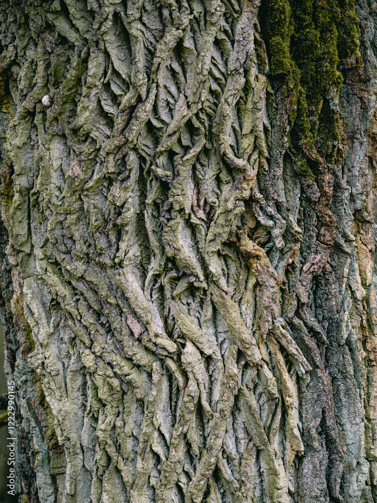 Alte grobe Eichenrinde