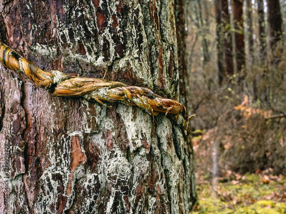 Alte Efeuranke um eine Kiefer