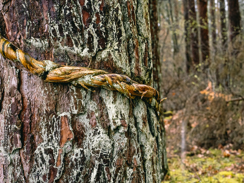 Obraz na płótnie Alte Efeuranke um eine Kiefer w salonie