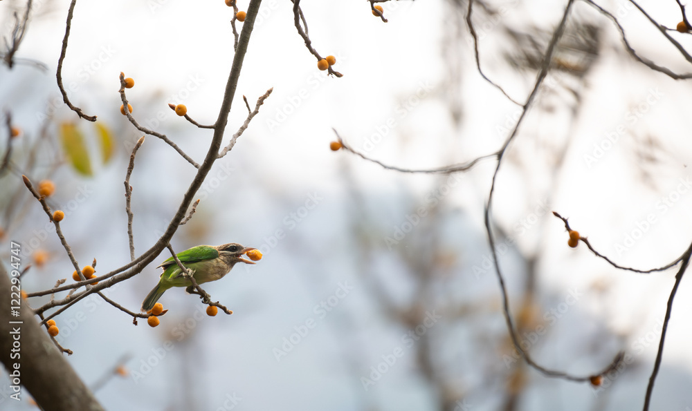 The beautiful, vibrant white checked barbet perched on a branch laden with ripe, yellow fruits. The birds bright plumage contrasts beautifully against the warm, natural tones of the background. The beautiful, vibrant white checked barbet perched on a branch laden with ripe, yellow fruits. The birds bright plumage contrasts beautifully against the warm, natural tones of the background.