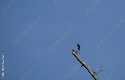 The beautiful a solitary black drango perched on a weathered broken branch against a clear blue sky. photo