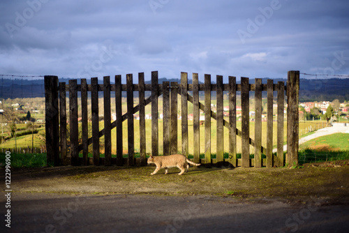 Gato callejero pasando por delante de puertas de piquetes de madera photo