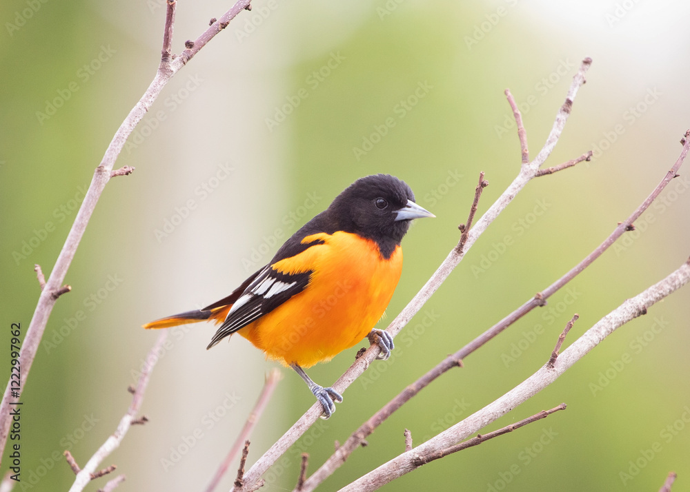 Male Baltimore Oriole in the springtime perched on a tree Male Baltimore Oriole in the springtime perched on a tree