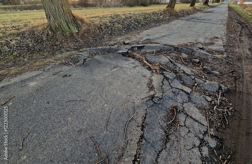 asphalt pavement is built too close to the old poplars, which gradually destroy the road surface with their roots. on strong roots, cracks form and protrude through large bumps