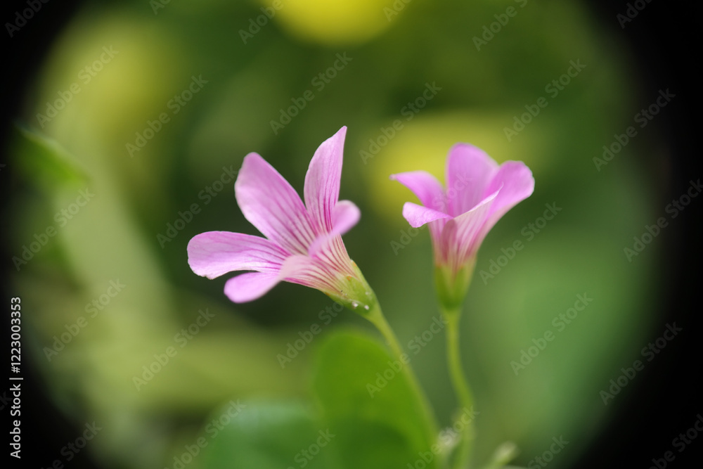 Piante e fiori Piante e fiori